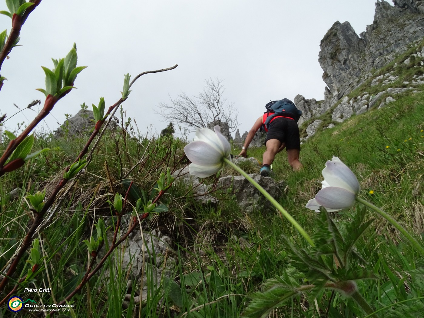 25 Anemone alpino (Pulasatilla alpina).JPG